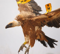 Anillamiento de aves