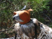 Modelo Circaetus