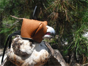 Modelo Falco1
