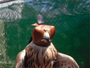 Modelo Falco2