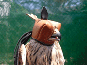 Modelo Falco3