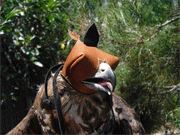 Modelo Milvus1