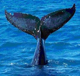 Foto de una ballena con una cicatriz.